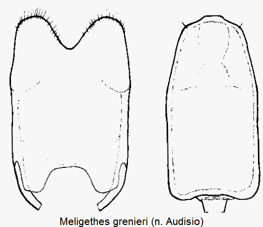 meligethes_grenieri.gif