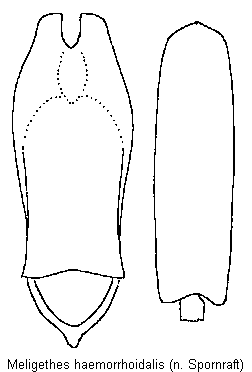 meligethes_haemorrhoidalis.gif