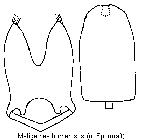 meligethes_humerosus.gif