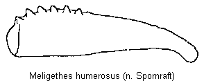 meligethes_humerosus_vschn.gif