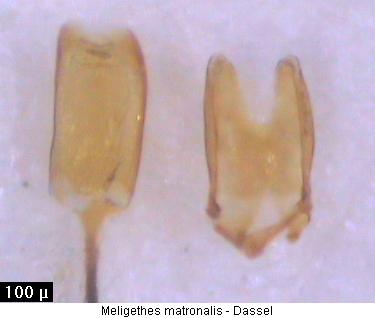 meligethes_matronalis2.jpg