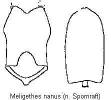 meligethes_nanus.gif