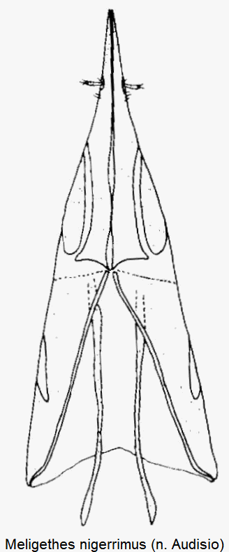meligethes_nigerrimus_ovi.gif