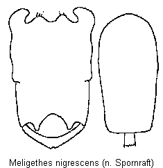meligethes_nigrescens.gif
