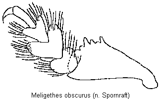 meligethes_obscurus_vschn.gif