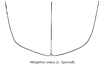 meligethes_ovatus_fld.gif