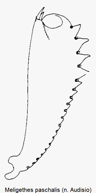 meligethes_paschalis_vschn.gif
