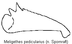 meligethes_pedicularius_vschn.gif
