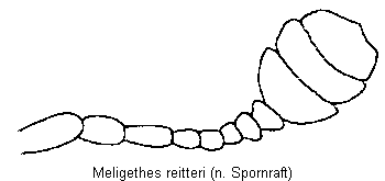 meligethes_reitteri_f.gif