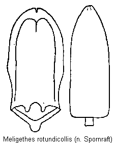 meligethes_rotundicollis.gif