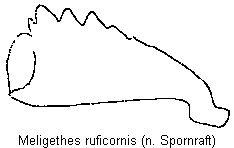 meligethes_ruficornis_vschn.gif