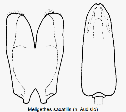 meligethes_saxatilis.gif