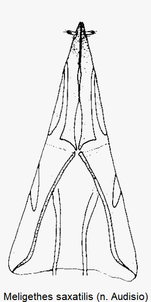 meligethes_saxatilis_ovi.gif