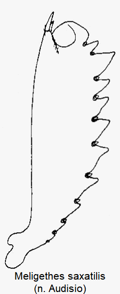 meligethes_saxatilis_vschn.gif