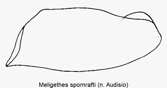 meligethes_spornrafti_vschl.gif
