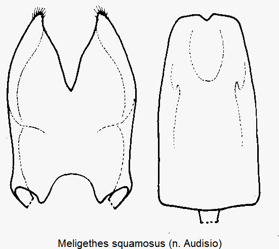 meligethes_squamosus.gif