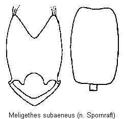 meligethes_subaeneus.gif