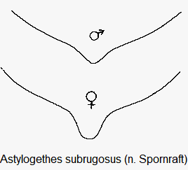 meligethes_subrugosus_pyg.gif