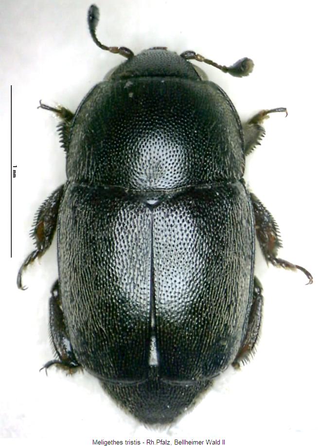 meligethes_tristis_hab.jpg
