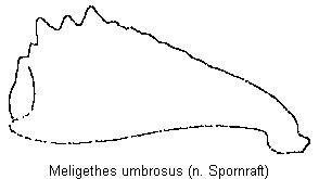 meligethes_umbrosus_vschn.gif