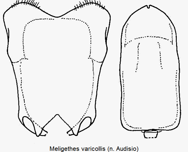 meligethes_varicollis.gif