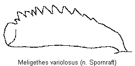 meligethes_variolosus_vschn.gif