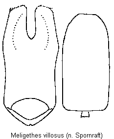 meligethes_villosus.gif