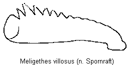 meligethes_villosus_vschn.gif