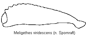 meligethes_viridescens_vschn.gif