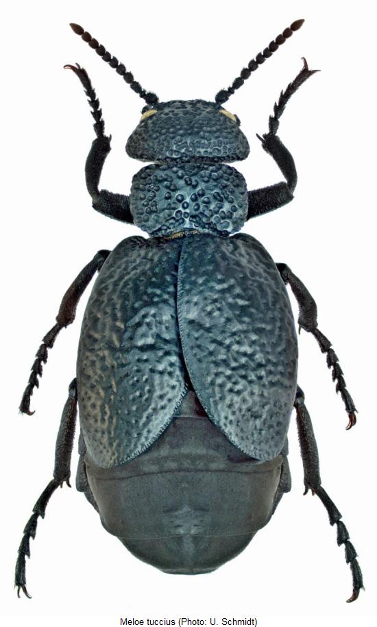 meloe_tuccius_hab.jpg