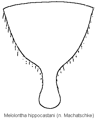 melolontha_hippocastani_pyg.gif