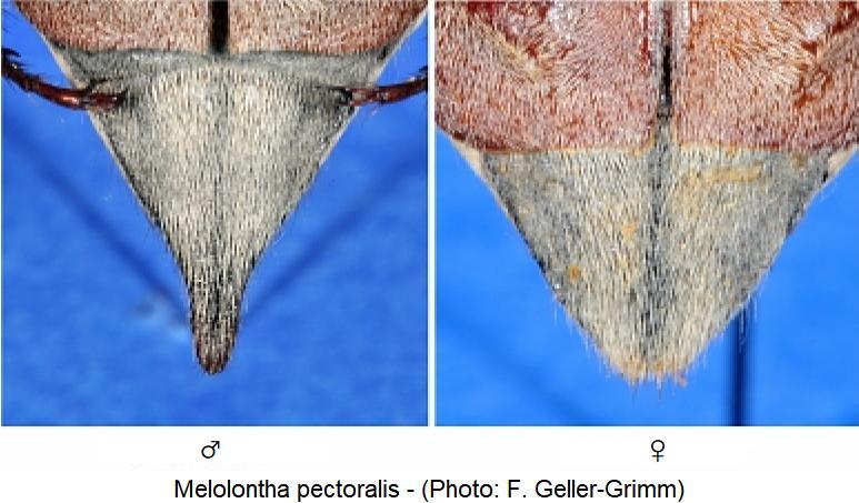 melolontha_pectoralis_pyg.jpg
