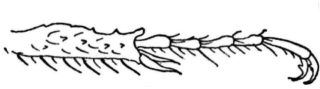 melolonthinae_tr.gif