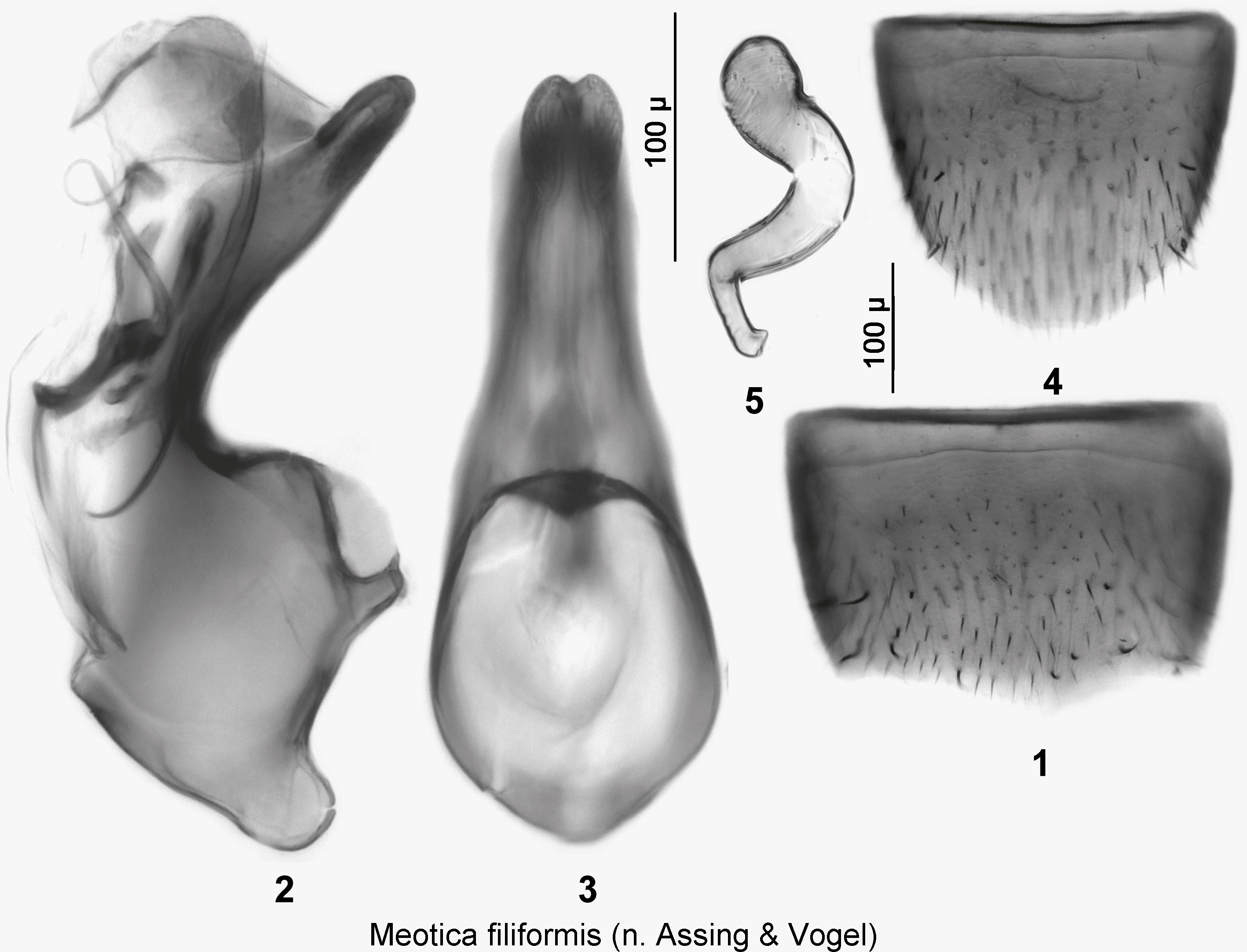 meotica_filiformis.gif