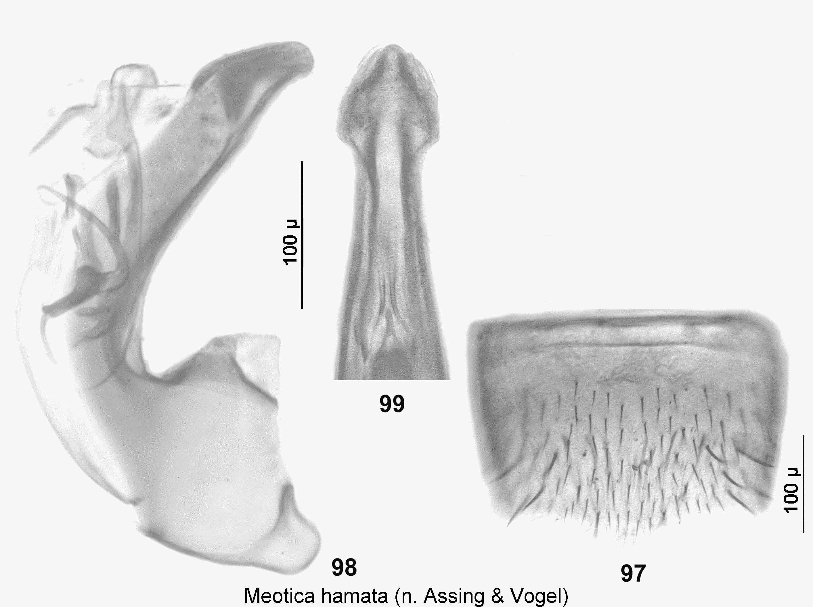 meotica_hamata.gif
