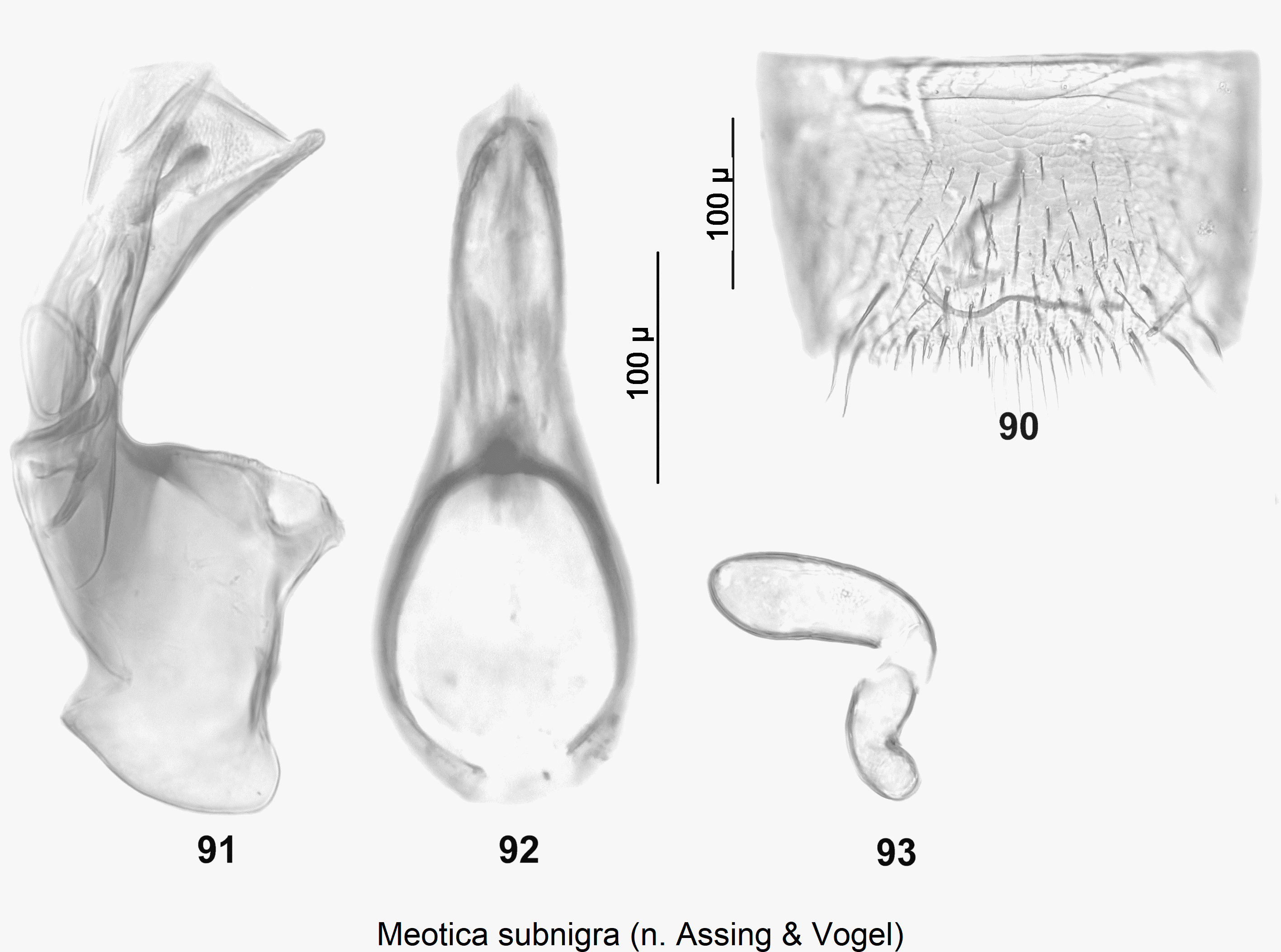 meotica_subnigra.gif
