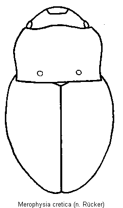 merophysia_cretica_hab.gif