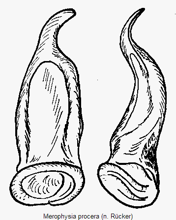 merophysia_procera.gif