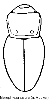 merophysia_sicula_hab.gif