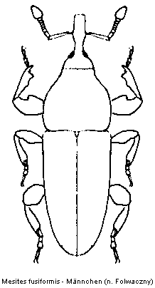 mesites_fusiformis_hab.gif