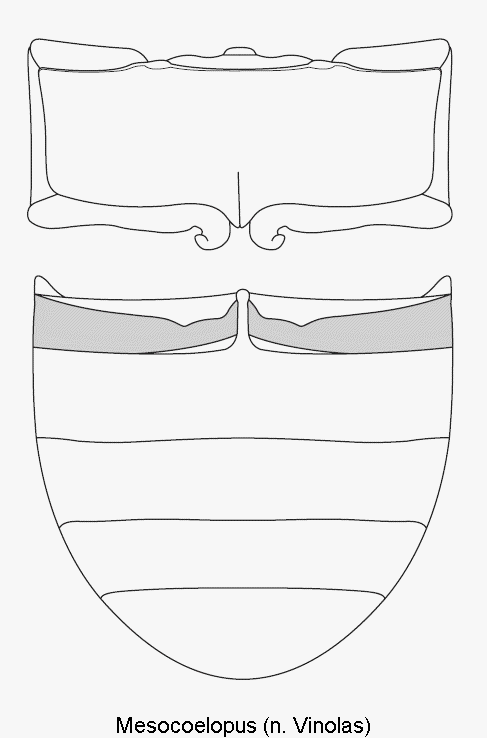 mesocoelopus__hlb.gif