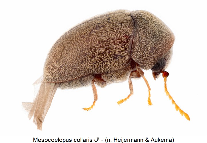 mesocoelopus_collaris_sa.jpg