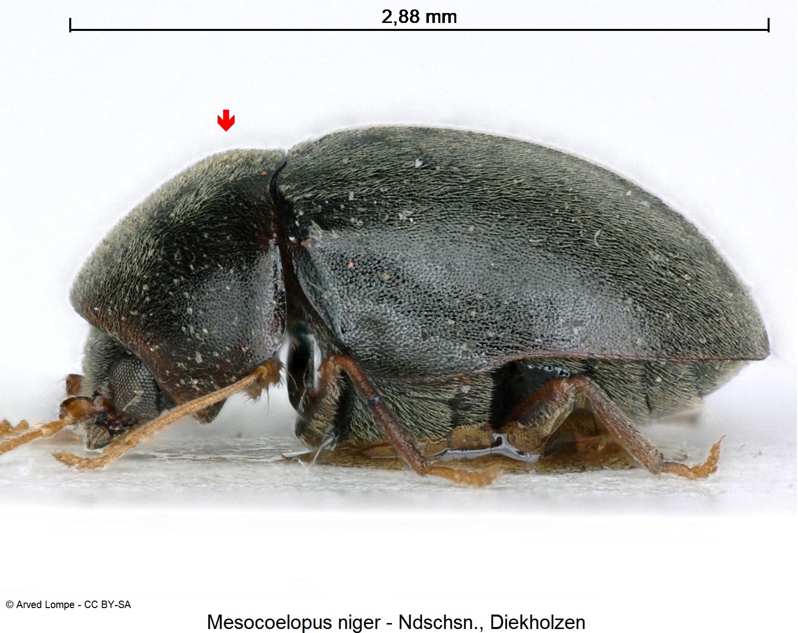 mesocoelopus_niger_ck16838_sa.jpg