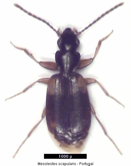 mesolestes_scapularis_hab.jpg