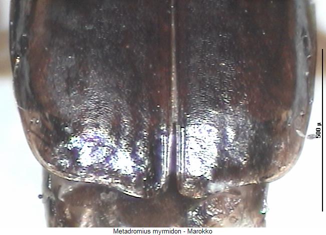 metadromius_myrmidon_fld.jpg
