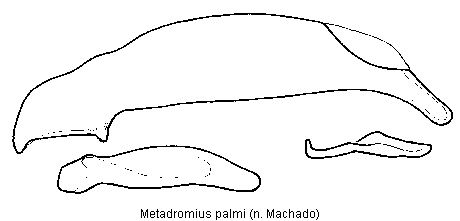 metadromius_palmi.gif