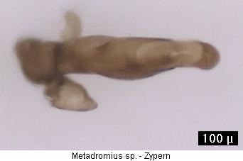 metadromius_sp2_aufs.jpg