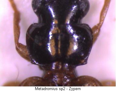 metadromius_sp2_hsch.jpg