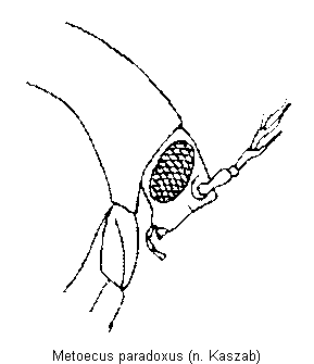 metoecus_paradoxus_k.gif