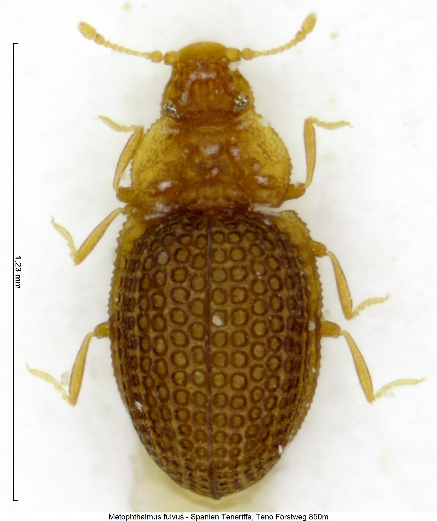 metophthalmus_fulvus_hab.jpg